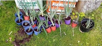 Lot de 20 aloe vera