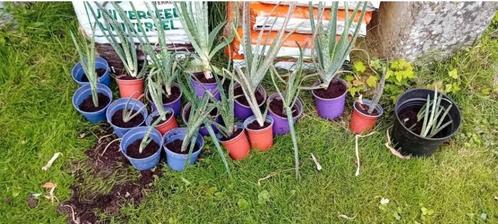 Lot de 20 aloe vera, Maison & Meubles, Plantes d'intérieur, Plante succulente, Moins de 100 cm, En pot, Enlèvement ou Envoi