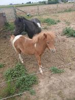 Amerikaans Miniatuur Paard, Dieren en Toebehoren, Paarden, Merrie, Niet van toepassing, Gechipt, 0 tot 2 jaar