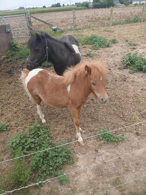 Amerikaans Miniatuur Paard, Dieren en Toebehoren, Paarden, Merrie, Niet van toepassing, 0 tot 2 jaar, Met stamboom, Gechipt, Ontwormd