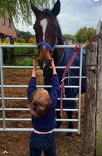 14 jarige rij/fokmerrie met mooie afstamming, Dieren en Toebehoren, Paarden, Merrie