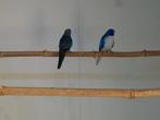 splendid    kweekkoppel, Animaux & Accessoires, Oiseaux | Perruches & Perroquets