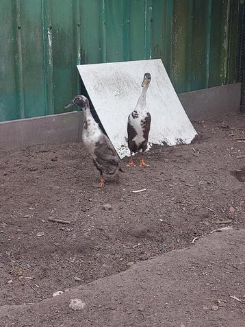 Koppel loopeendjes onverwant, Dieren en Toebehoren, Pluimvee, Meerdere dieren, Eend