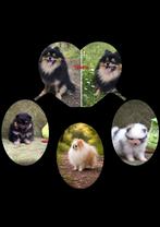 Prachtige raszuivere Pomeranian pups, Dieren en Toebehoren, Parvo, België, Keeshond, 8 tot 15 weken