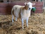 Zware Swifter dekram (stamboek), Dieren en Toebehoren, Schapen, Geiten en Varkens