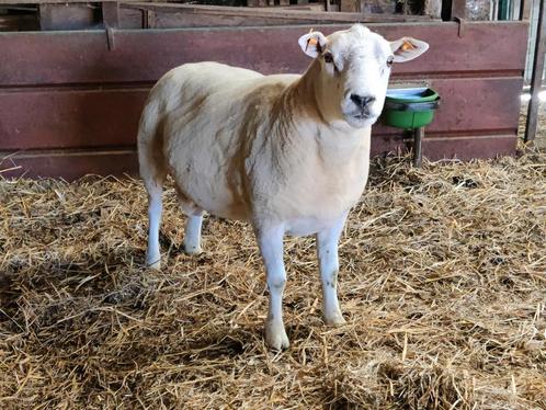 Zware Swifter dekram (stamboek), Dieren en Toebehoren, Schapen, Geiten en Varkens