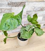 syngonium kamerplant, Huis en Inrichting, Kamerplanten, Ophalen, Halfschaduw, In pot, Minder dan 100 cm