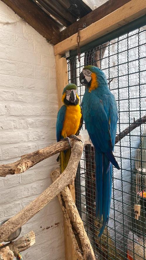 Ara ararauna, Dieren en Toebehoren, Vogels | Parkieten en Papegaaien, Mannelijk, Pratend