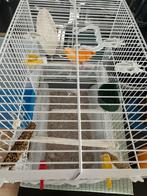 Jeune Canarie moins de 1 an plus cage, Dieren en Toebehoren, Vogels | Hokken en Kooien, Ophalen, Zo goed als nieuw