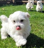 Maltezer pups, Dieren en Toebehoren, België, Maltezer, 15 weken tot 1 jaar, CDV (hondenziekte)