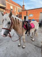 Haflinger ruin, Dieren en Toebehoren, B, Ruin, 3 tot 6 jaar, Gechipt