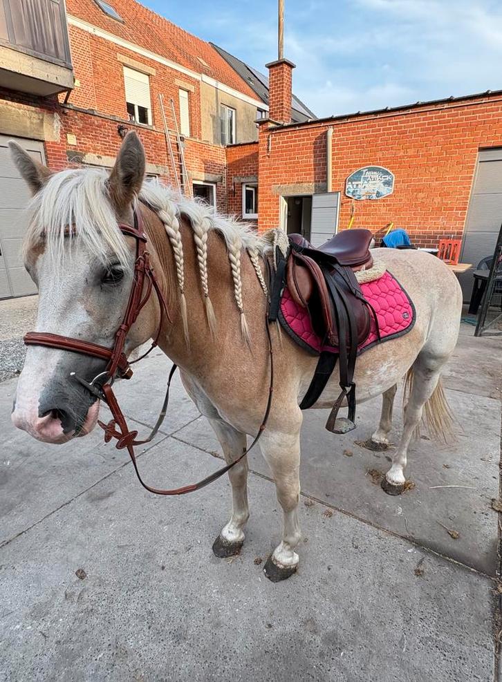Haflinger ruin, Dieren en Toebehoren, Pony's, Ruin, B, D pony (1.37m tot 1.48m), Recreatiepony, 3 tot 6 jaar, Gechipt, Ontwormd