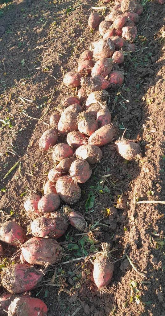 Voederbieten Mais mks balen stro hooi, Zakelijke goederen, Landbouw | Veevoer, Ophalen