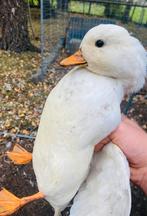 Canard mignon blanc, Dieren en Toebehoren, Vogels | Parkieten en Papegaaien