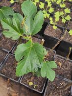 Cariës, vijgenbomen, Tuin en Terras, Ophalen, Minder dan 100 cm, Volle zon, In pot