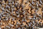 3 Carnica Bijenvolkeren, Bijen