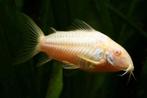 Hobbyaquarium Corydoras Albino, Vis, Zoetwatervis, Schoolvis
