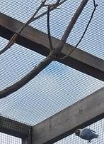 Fischeri dwergpapagaai 2025 blauw, Geringd