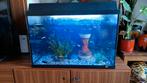 Guppy's, Guppen, Guppies, Dieren en Toebehoren, Ophalen, Zo goed als nieuw