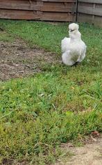 Poule de sois, Enlèvement ou Envoi