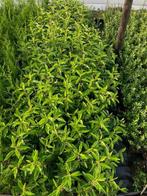 Prunus l. Angustifolia 40/50 Pot 1.5L OVERSTOCK, Tuin en Terras, Ophalen, Laurier, Haag, Minder dan 100 cm