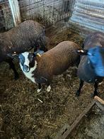 Schaap ram handtam, Dieren en Toebehoren, Schapen, Geiten en Varkens, Mannelijk, Schaap, 0 tot 2 jaar