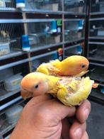 Baby lutino opalin dwergpapegaai, Dieren en Toebehoren