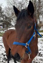 Prachtige top bloedlijn merrie ,heel mooi lief karakter !, Dieren en Toebehoren, Merrie, Minder dan 160 cm, 3 tot 6 jaar, Onbeleerd
