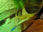 Baardagaam met toebehoren, Dieren en Toebehoren, Reptielen en Amfibieën, Overige soorten, Met terrarium, 3 tot 6 jaar