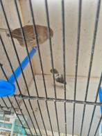 Te koop gloster, Dieren en Toebehoren, Vogels | Kanaries