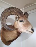 Opgezette ram moeflon, Ophalen of Verzenden, Zo goed als nieuw