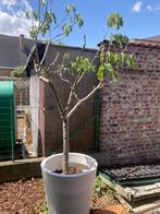 bomen, Overige soorten, 100 tot 250 cm, Ophalen, Volle zon