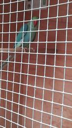 Halsband parkiet 2025, Ophalen