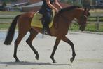 Makkelijk fijn te rijden ruin, Dieren en Toebehoren, Paarden, B, Ruin, 3 tot 6 jaar, 160 tot 165 cm