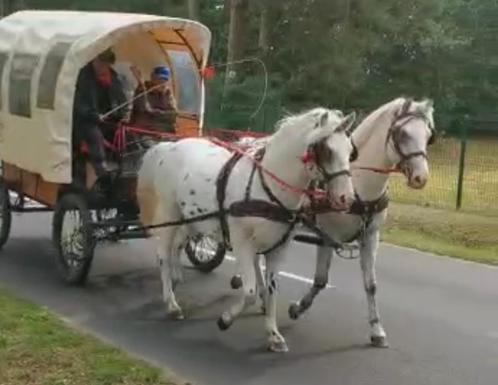 2 Horses Ruin à vendre, Animaux & Accessoires, Chevaux, Hongre, Ne s'applique pas, Moins de 160 cm, 3 à 6 ans, Cheval d'attelage