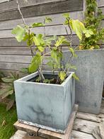 Vijgenplant in stenen pot, Tuin en Terras, Ophalen
