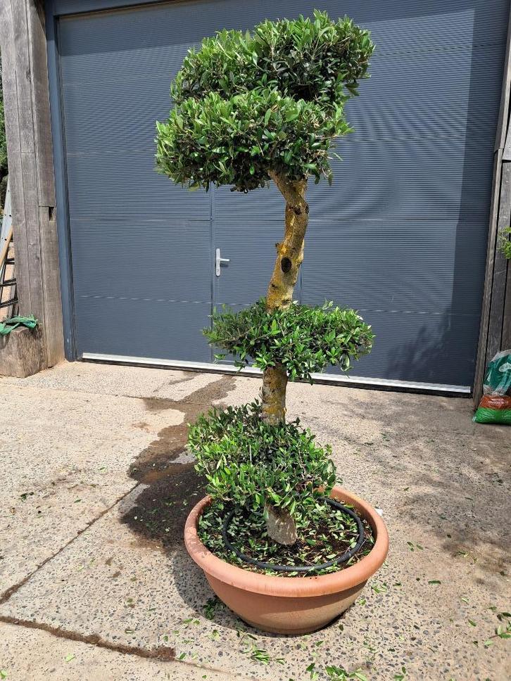 Olijfboom, Tuin en Terras, Planten | Bomen, Olijfboom, Ophalen