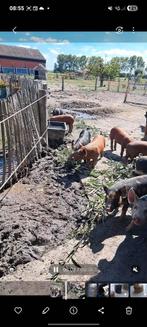 2 zeugjes 25% duroc x 75% berkshire