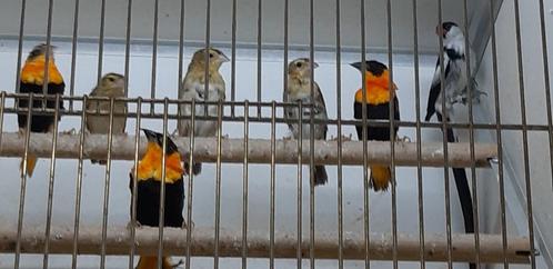 ORANJE WEVER EUPLECTES FRANSISCANUS, Dieren en Toebehoren, Vogels | Overige Vogels, Tam, Geringd