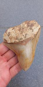 Megalodon haaientand 11 cm fossielen, Verzamelen, Mineralen en Fossielen, Ophalen of Verzenden, Fossiel
