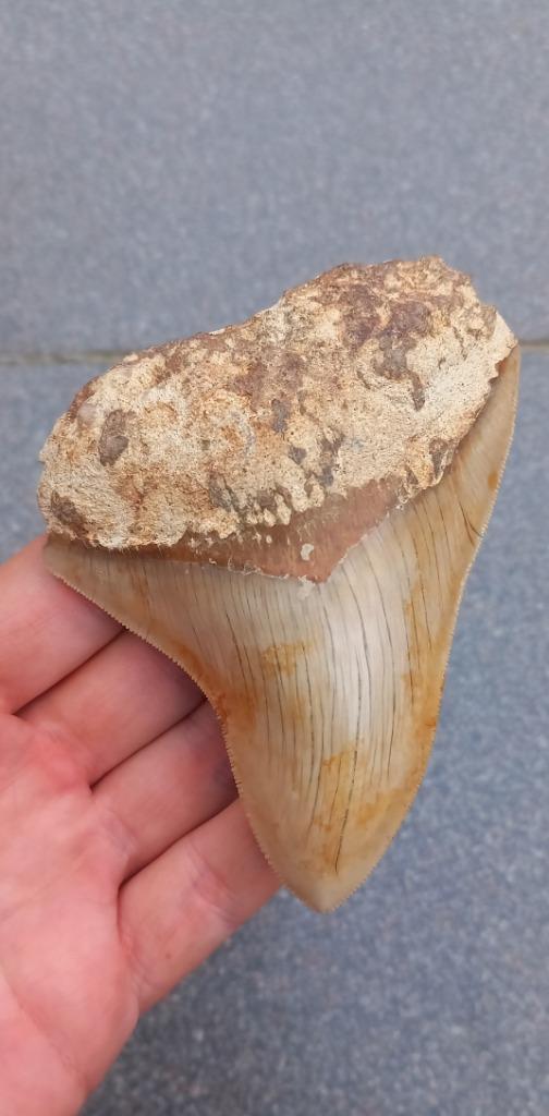 Megalodon haaientand 11 cm fossielen, Verzamelen, Mineralen en Fossielen, Fossiel, Ophalen of Verzenden