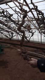 Afgezaagde druivelaar, Enlèvement, Autres espèces