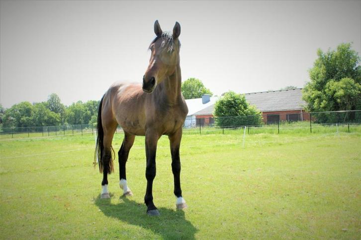 Lieve grote ruin 6j, Dieren en Toebehoren, Paarden, Ruin, Zadelmak