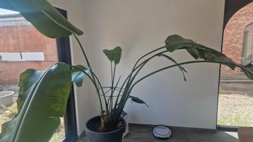 Strelitzia te koop beschikbaar voor biedingen