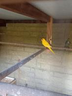 Kakariki man en pop, Dieren en Toebehoren, Vogels | Parkieten en Papegaaien