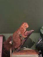 Eekhoorn taxidermie, Ophalen of Verzenden