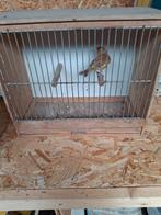 Groenvink, Dieren en Toebehoren, Vogels | Overige Vogels