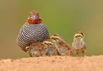 Jungle Bush kwartels, Dieren en Toebehoren, Vogels | Overige Vogels, Meerdere dieren, Tropenvogel