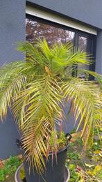 Dwergdadelpalm Phoenix Roebelenii, Tuin en Terras, 100 tot 250 cm, Palmboom, Ophalen, Volle zon