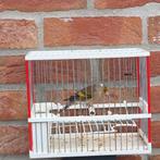 Métis chardonneret  Raza chant chardonneret 2025, Dieren en Toebehoren